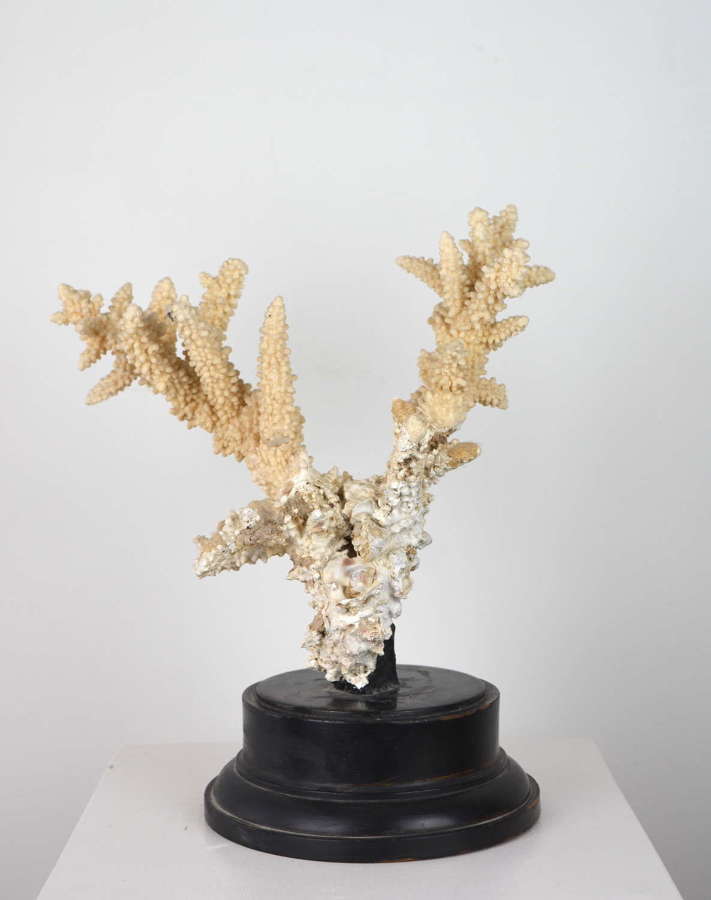 EARLY 20TH CENTURY CORAL SPECIMEN