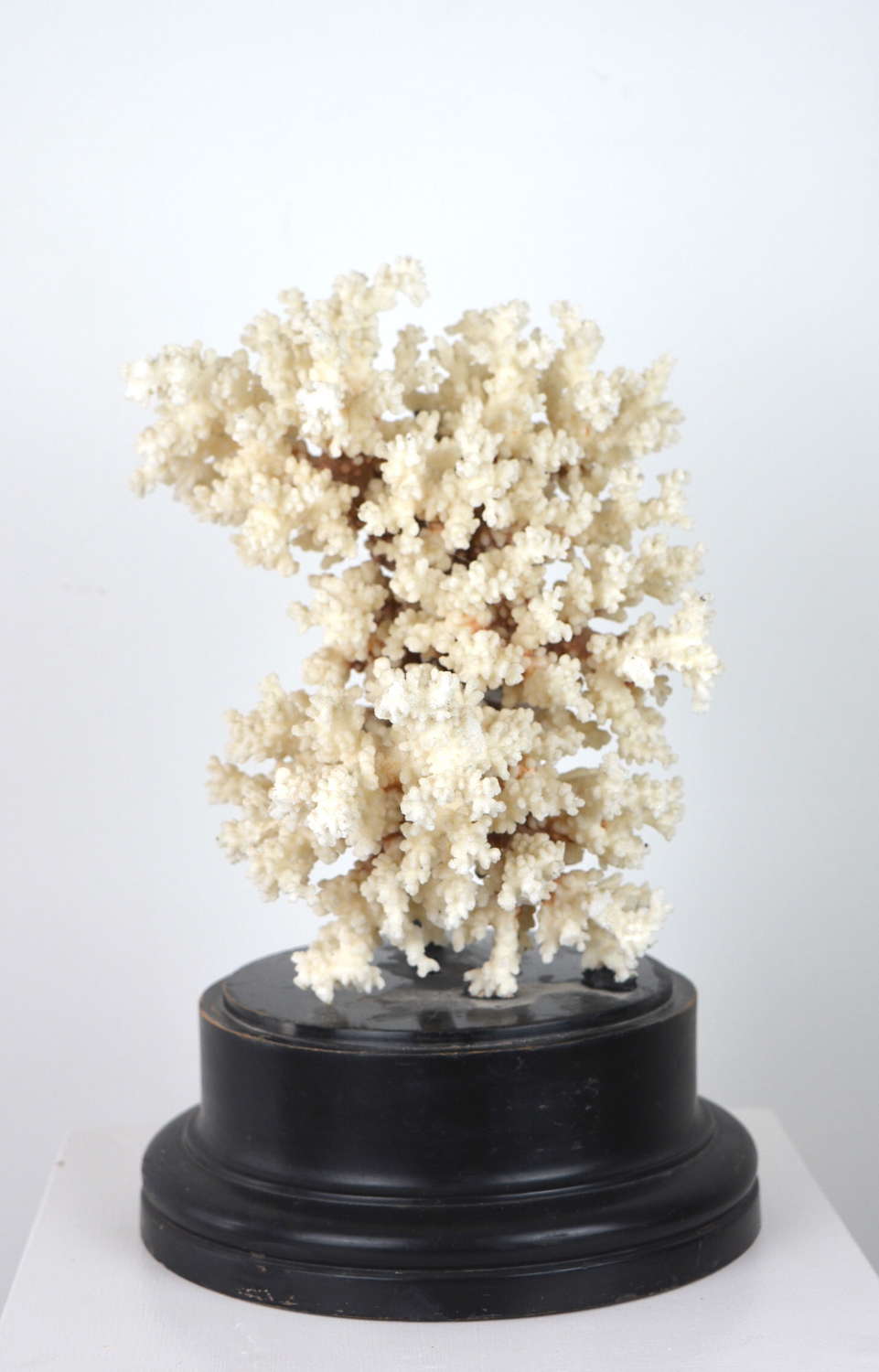 EARLY 20TH CENTURY CORAL SPECIMEN